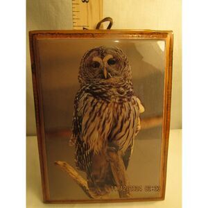 Vintage small wood owl picture lacquer fall small wall hanging gallery wall